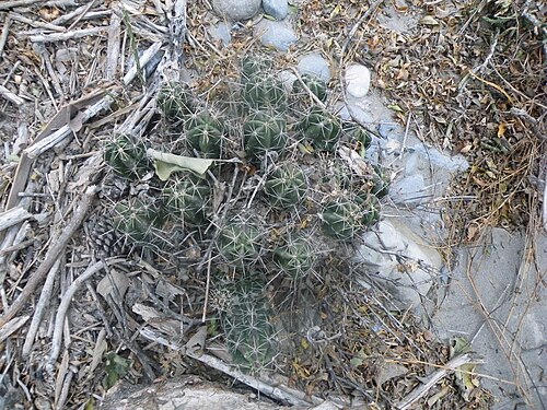 Plants growing Huasteca canyon, Nuevo Leon