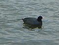 A European coot swims along.