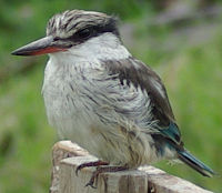 Striped Kingfisher