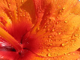 Naissance des pétales et du pistil d'une fleur d'Hibiscus rosa-sinensis.