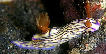 Hypselodoris zephyra