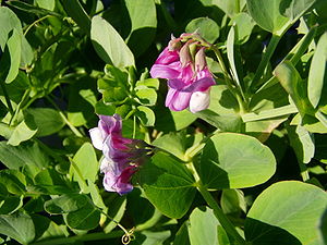 Strandfladbælg (Lathyrus japonicus)