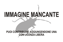 Immagine di Hyocephalidae mancante