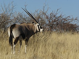 Gemsbok