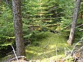 Pleurozium schreberi carpeting the floor of black spruce (Picea mariana) and balsam fir (Abies balsamea) forest in New Brunswick, Canada.