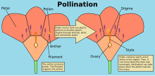 Pollination Diagram.svg