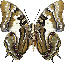 Vista inferior de Charaxes pyrrhus (ex P. pyrrhus), uma espécie do ex gênero Polyura que se encontra distribuída de Timor à Austrália. Foi a espécie-tipo do gênero.[1]