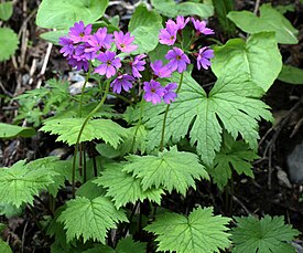 Primula jesoana (Первоцвет иезский). Группа растений в стадии цветения