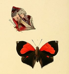 Ilustração do ano de 1854 com S. syntyche[3] (ex Anaea marthesia)[2], feita por William Chapman Hewitson, seu catalogador.