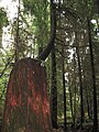 The forest in Stanley Park.