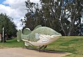 The Big Murray Cod on the Tocumwal foreshore