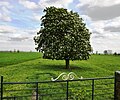 Kastanjeboom in een weiland in Willeskop