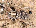 Wolf spider carrying young on back