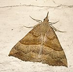 Hypena proboscidalis – Oberseite