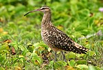 alaskaspov (Numenius tahitiensis)