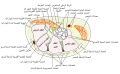 Transverse section across the wrist and digits.