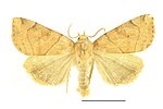 Cosmia trapezina – Specimen