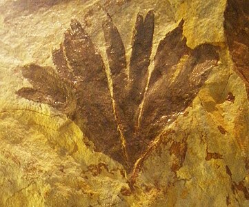 Fossil av Ginkgoites huttoni. Biletet frå Naturalis Museum i Leyden i Nederland.