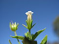 Gratiola pedunculata