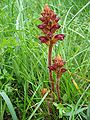 Orobanche gracilis