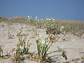 Lliris de mar florits a la platja de n'Adolf