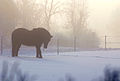 Night and Winter give introspective insight Frost at Midnight