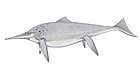 Shonisaurus popularis