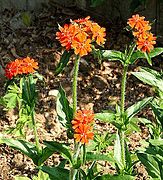 Silene chalcedonica