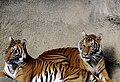 The Indochinese tiger; a star attraction at Zoo Melaka