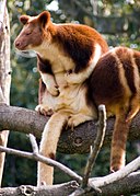 Brown tree-kangaroo