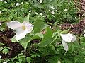 Trillium grandiflorum