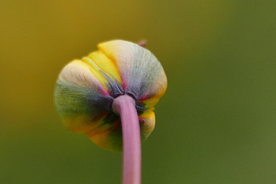 bunte Tulpe im Killesberg