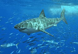 Valkohai (Carcharodon carcharias)