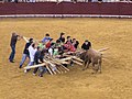 "Ó Forcão Rapazes" no Campo Pequeno