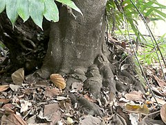 Small rounded butresses