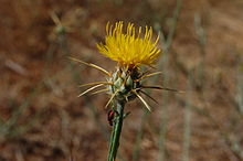 Centaurea solstitialis-2.jpg