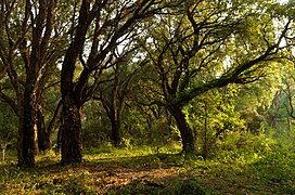 Ліси з дуба коркового в Атлаських горах