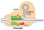 Thumbnail for CRISPR gene editing