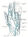 Superficial Veins of the Hand - Dorsal Aspect