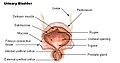 La vescica urinaria.