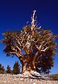 Tree in Inyo National Forest