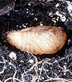 Japanese beetle pupa