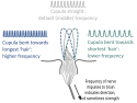 Lateral line rate coding