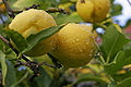 Citrons