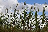 A local Malawian variety of sorghum