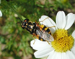 Katonalégyfaj egy virágon (Odonthomyia sp.)