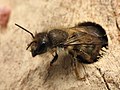 Osmia cornifrons