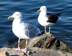 Супротни крајеви прстена: харишки галеб (Larus argentatus) (напред) и мали црногрби галеб (Larus fuscus)