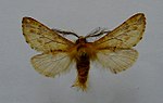 Ptilophora plumigera – Specimen