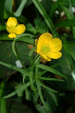 Sifjarsóley (Ranunculus auricomus)